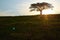 Sunset lonely silhouette tree