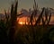 Sunset looking through corn field