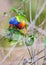 Sunset Lorikeet