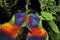 Sunset Lorikeet parrots couple