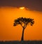 Sunset in the Maasai Mara National Park. Africa. Kenya.