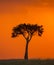 Sunset in the Maasai Mara National Park. Africa. Kenya.