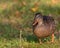 Sunset on a Mallard Duck, Lamarche, Quebec