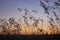 Sunset on the meadow. Long summer dry grass against a sunset