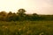 Sunset Meadow with Yellow Flowers