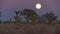 Sunset moon rising joshua tree