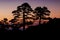 Sunset in mountain shelter in the Sierra de Guadarrama National Park. Backlit pine trees silhouette.
