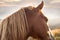 Sunset in mountains nature background. Horse at summer meadow