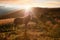 Sunset in mountains nature background. Horses silhouette at haze