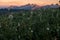 Sunset from Mt Rainier National Park across an field of alpine meadow flowers to mountain range