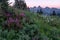Sunset from Mt Rainier National Park across an field of alpine meadow flowers to mountain range