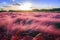 The Sunset of Muhlenbergia Capillaris Pink Muhly Grass Gyeongju, South Korea
