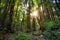 Sunset in the Muir Woods Redwoods, Muir Woods National Monument, California