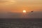 Sunset with Northern Gannet - Heligoland / Helgoland