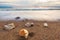 Sunset Ocean Seashells