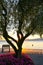 Sunset with olive trees on the Bardolino lake promenade