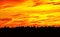 Sunset orange sky background in the evening with clouds on the horizon tree tops spruce forest black stripe