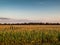 Sunset Over Agricultural Corn Field