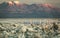 Sunset over Atacama salar and Chaxa lagoon with many flamingoes