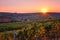 Sunset over an autumn vineyard hill, agricultural sunny background of vineyard for winemaking