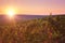 Sunset over an autumn vineyard hill, agricultural sunny background of vineyard for winemaking