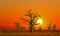 Sunset over baobabs in Africa. The sky has beautiful golden and red colors. It is a beautiful natural background