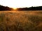Sunset over barley field