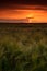 Sunset over barley field