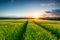 Sunset over Barley Fields