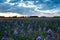 Sunset over blooming irises field