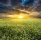 Sunset over blooming white field