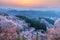 Sunset over cherry trees forest