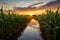 Sunset over corn field with reflection in water, agricultural landscape, Recreation artistic of maizefield with maize plants at