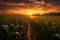 Sunset over corn field with small village on the background in summer, Recreation artistic of maizefield with maize plants at