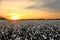 Sunset over cotton field