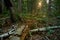 sunset over dead old tree lies in the wild forest, a broken trunk of a large tree rot in a wildlife sanctuary, evening