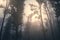 Sunset over ethereal forest with fog