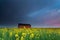 Sunset over farmhouse on rapeseed flowers field