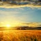 Sunset over field with barley