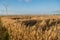 sunset over field with oat and wind turbines