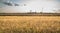 sunset over field with oat and wind turbines