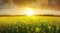 Sunset over a field of rapeseed, with the sun\\\'s golden beams illuminating the vibrant yellow blossoms