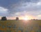 Sunset over a field of sunflowers. beautiful evening landscape. Twilight