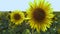 Sunset over the field of sunflowers, sunflower against bright sun.