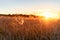 Sunset over the Field of Wheat. Evening Sky and sunlight.