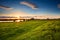 Sunset over flowering meadows