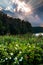 Sunset over flowers along the shore of Lake Williams, near York