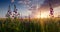 Sunset over fresh wheat field and wild flowers