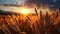 Sunset over a golden wheat field, nature vibrant harvest generated by AI