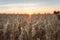 Sunset over Golden Wheat Field in Normandy - Portrait version